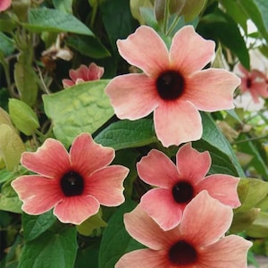 May include: Close-up of several peach-colored flowers with dark centers, surrounded by green leaves. The flowers have five petals and are in various stages of bloom. The image showcases a natural, floral theme.
