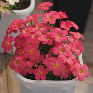 Può includere: Primo piano di una pianta in vaso con fiori rosa vibranti. I fiori hanno cinque petali e un centro giallo. La pianta è in un vaso di plastica bianco e lo sfondo è sfocato.
