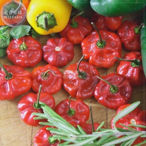 Könnte beinhalten: Eine Ansammlung frischer, reifer roter Paprika mit einer einzigartigen, abgeflachten Form, zusammen mit einer leuchtend gelben Paprika und grünen Kräutern. Die Paprika haben grüne Stiele und sind auf einer Holzoberfläche angeordnet. Der Text "BELLFARM" ist enthalten.