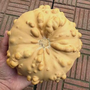 Peut inclure: Une courge jaune clair avec une surface bosselée et texturée. La courge est ronde avec une tige centrale et est tenue dans la main d'une personne. L'arrière-plan est une surface en forme de brique. Cette courge unique est un objet décoratif.