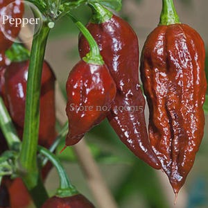 Könnte beinhalten: Nahaufnahme von mehreren reifen, dunkelroten Paprika, die an einer grünen Pflanze wachsen. Die Paprika haben ein glänzendes Aussehen und eine runzelige Textur. Das Wort "Pepper" befindet sich in einer Blase oben links. Der Text "Store no. 406915" ist sichtbar.
