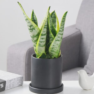 sansevieria trifasciata superba Sansevieria 'Superba Hahnii'  Green Acres Nursery & Supply