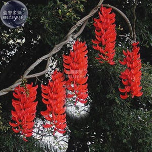 May include: Clusters of vibrant red flowers hang from a tree branch. The flowers are long and cascading, with a dense arrangement of petals. The background is a mix of green foliage and dark shadows, creating a contrast with the bright red blooms.
