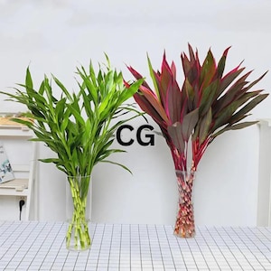 20 Mixed Lucky Bamboo Seeds | Dracaena Sanderiana Indoor Plant | Low Maintenance image 1