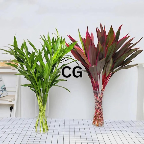 20 Mixed Lucky Bamboo Seeds | Dracaena Sanderiana Indoor Plant | Low Maintenance