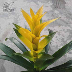 Fruta de bromelia - Etsy.de