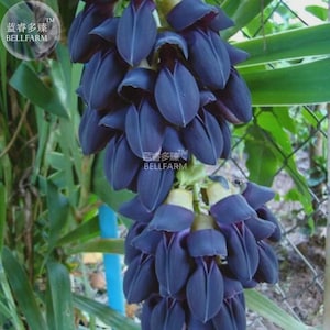 May include: A close-up of a cluster of dark blue flowers with an unusual, elongated shape. The flowers are in full bloom, showcasing their deep colour and intricate petal arrangement. Green foliage and a fence are visible in the background.