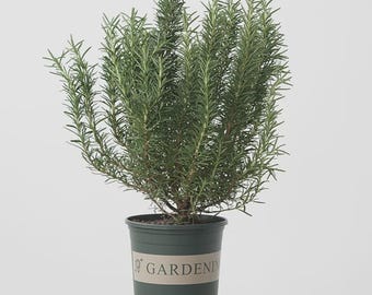 50 Rosemary Seeds for Planting, Rosmarinus Officinalis, Edible Culinary Herb Seeds, Evergreen Garden Plant