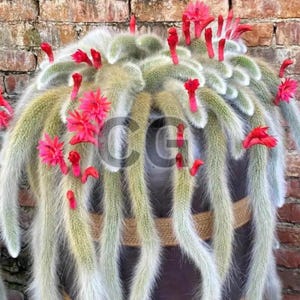 10 Monkey Tail Cactus Seeds | Rare Hanging Succulent | Fuzzy White Stems & Orange Flowers