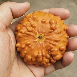 Peut inclure: Une petite courge orange à la texture bosselée, tenue dans une main. La courge présente un motif en forme d'étoile au centre supérieur. La couleur est un orange vif et la surface est couverte de petites bosses irrégulières.