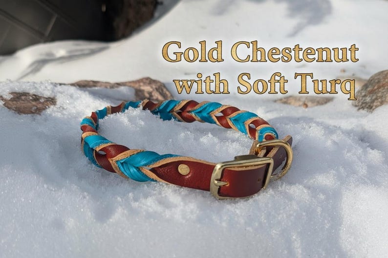 May include: A braided leather collar featuring alternating strands of chestnut brown and turquoise blue. The collar includes a gold-toned metal buckle and D-ring hardware. The text "Gold Chestnut with Soft Turq" is displayed above the collar.