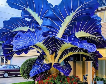 Surtido de bulbos de oreja de elefante: plantas de follaje tropical para jardín y patio.