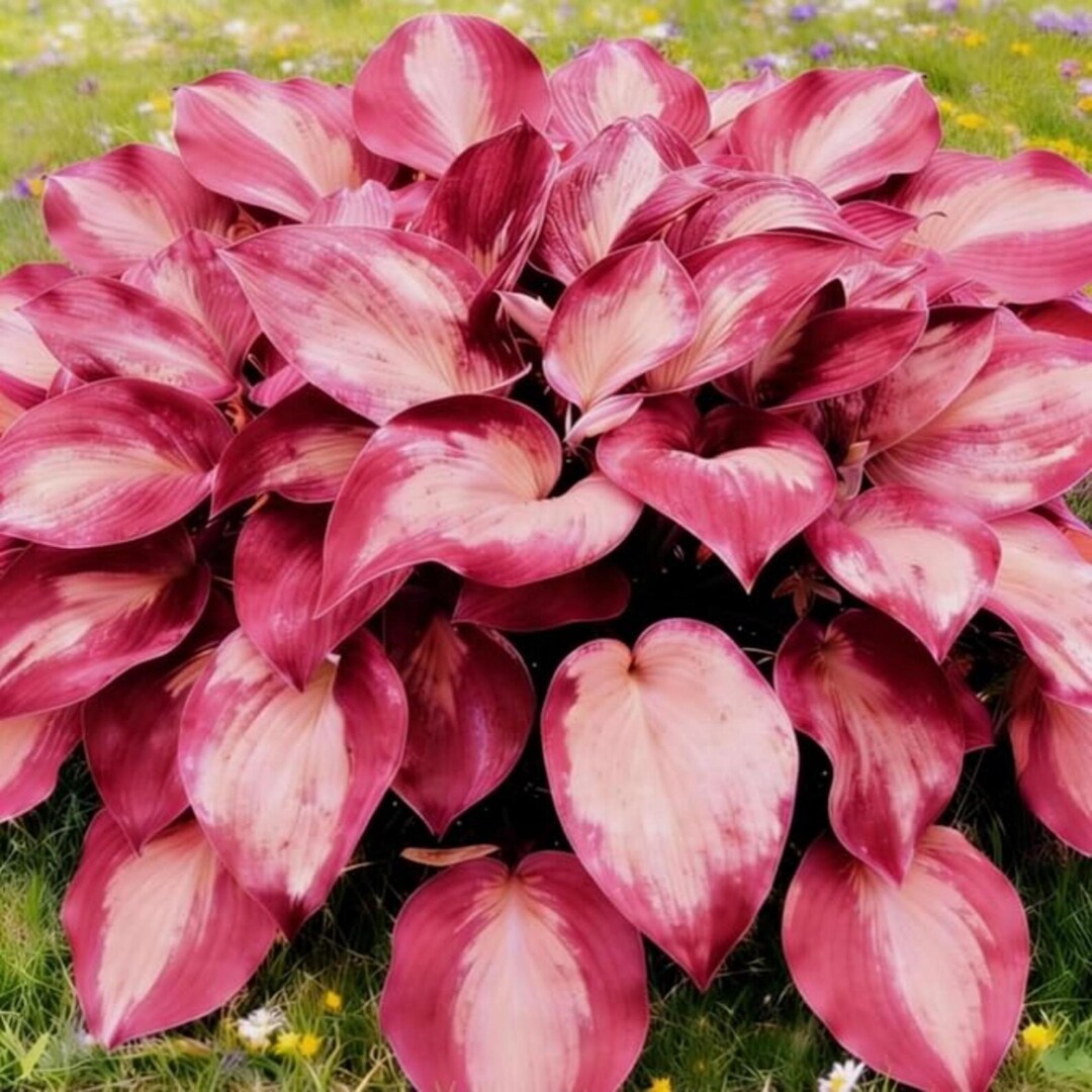 Pretty In Pink Hosta 200+ Red Pink Hosta Seeds Shade Loving Perennial Garden Foliage Plant ...