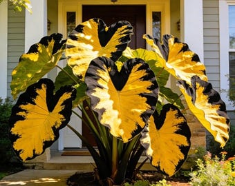 Elephant Ear Bulb Assortment – Tropical Garden Landscape Foliage Plants