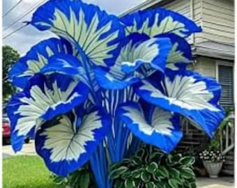 100 semillas mixtas de Colocasia (oreja de elefante), follaje exuberante, planta tropical para jardín.