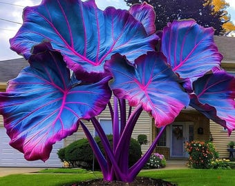 2 Elephant Ear Bulbs Assortment – Tropical Garden Landscape Foliage Plants