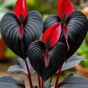 2 Spicy Lizard Caladium Bulbs – Colorful Tropical Shade Foliage Plants