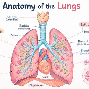 Könnte beinhalten: Diagramm der Anatomie der Lunge. Die Abbildung zeigt die menschlichen Lungen, das Herz und verwandte anatomische Strukturen. Schlüsselteile sind beschriftet, darunter Luftröhre, Bronchien und Alveolen. Die Lungen sind rosa, mit blauen und roten inneren Strukturen.