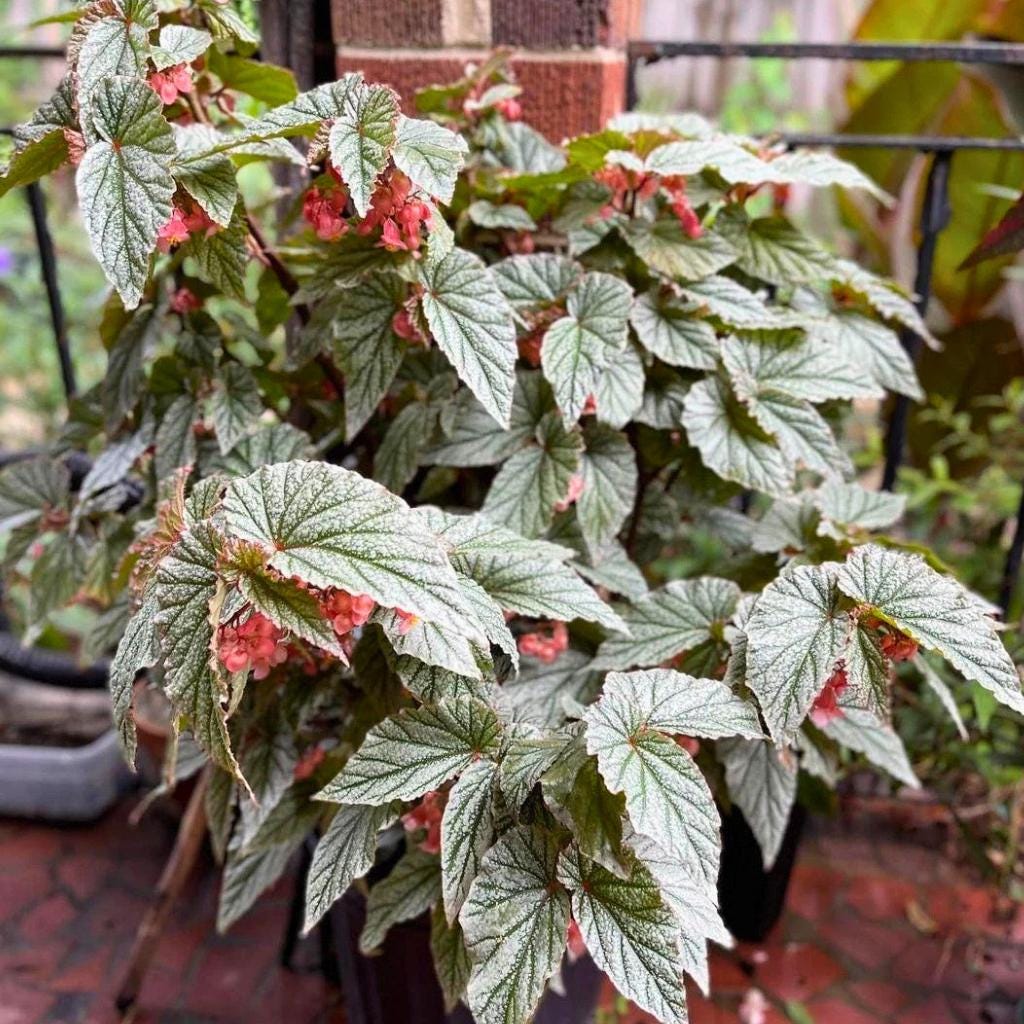 Rare begonias - Etsy 日本