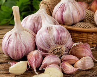 German Red Garlic 100 Seeds Heirloom Hardneck Organic Culinary Garden Planting Bulbs