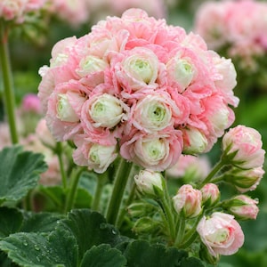 Puede incluir: Un racimo de flores de geranio de color rosa pálido y blanco con pétalos superpuestos y muy juntos. La flor tiene forma esférica, sostenida por tallos verdes y rodeada de hojas verdes festoneadas y texturizadas con gotas de agua visibles.