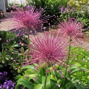 Allium Schubertii Bulbe à fleurs rares, plante ornementale exotique, 1 graine