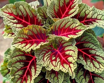 Graines de Coleus sang-de-dragon | 25 graines