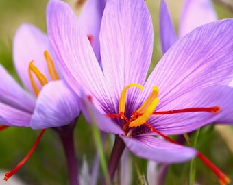 Saffron (Crocus sativus) Seeds | 15 seeds