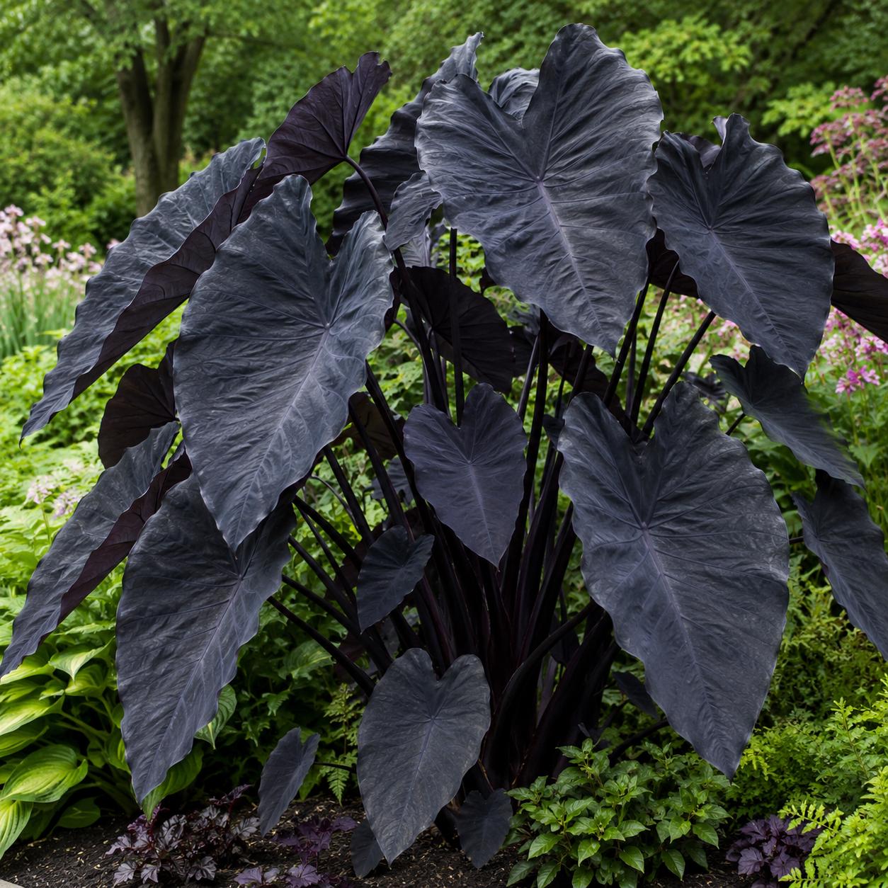 コロカシア ザ キング Colocasia black - Etsy 日本