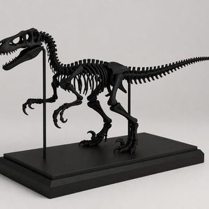 May include: A black dinosaur skeleton model, featuring a detailed replica of a Velociraptor. The model is mounted on a black rectangular base and supported by thin black rods, showcasing the skeletal structure of the prehistoric creature.
