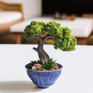 May include: A miniature bonsai tree in a blue ceramic pot. The tree has a dark brown trunk and vibrant green foliage. The pot has a textured surface and is filled with small rocks and moss. The bonsai is displayed on a white surface.