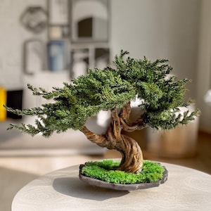 手作りの保存処理されたジュニパー盆栽、陶器鉢の禅風装飾、手入れの簡単な室内盆栽、ジャパンディ風オフィス棚ギフト