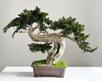 Grote geconserveerde jeneverbesbonsai met mos, Japanse zen-decoratie voor thuis en op kantoor, onderhoudsvrije kamerplant, keramische plantenpot als cadeau