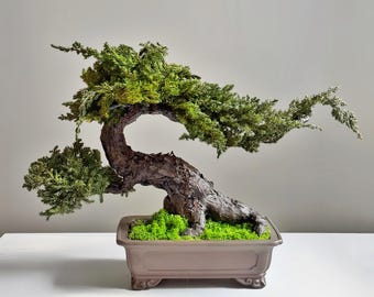 Geconserveerde jeneverbesbonsaiboom, grote mosbonsai in keramische plantenbak, Japans zendecor, geen onderhoud thuiscadeau