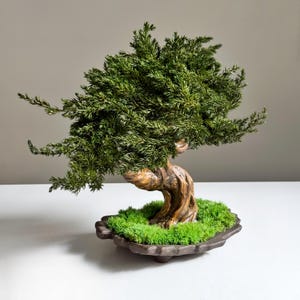 Op de afbeelding: Een miniatuur bonsai-boom met een gedraaide, verouderde stam en levendig groen gebladerte. De boom staat in een donkerbruine, decoratieve pot gevuld met heldergroen mos. De takken van de bonsai strekken zich sierlijk uit en cre&euml;ren een natuurlijke, artistieke weergave.
