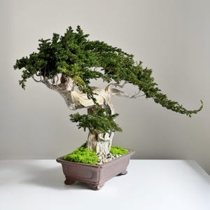 May include: A bonsai tree with a curved trunk and cascading green foliage. The tree is planted in a rectangular brown pot with moss and small stones at the base. The tree's branches extend gracefully, creating a natural, artistic display.