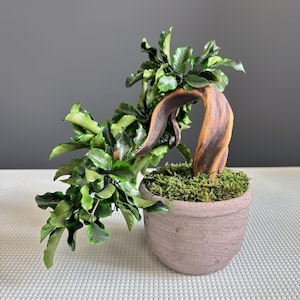 Puede incluir: Un bonsái con un tronco marrón curvado y desgastado, con un follaje denso de color verde oscuro. El árbol está plantado en una maceta de cerámica redonda y texturizada de color marrón claro, con la tierra cubierta de musgo verde.