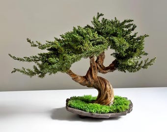 Geconserveerde jeneverbesbonsaiboom in keramische pot | Onderhoudsvrij Japans zen-cadeau voor thuis en op kantoor
