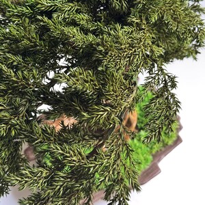 Op de afbeelding: Een close-up van een bonsai-boom met levendig groen gebladerte. De miniatuurboom staat in een bruine, rechthoekige pot met een bed van groen mos. De bladeren hebben een mix van licht- en donkergroen.