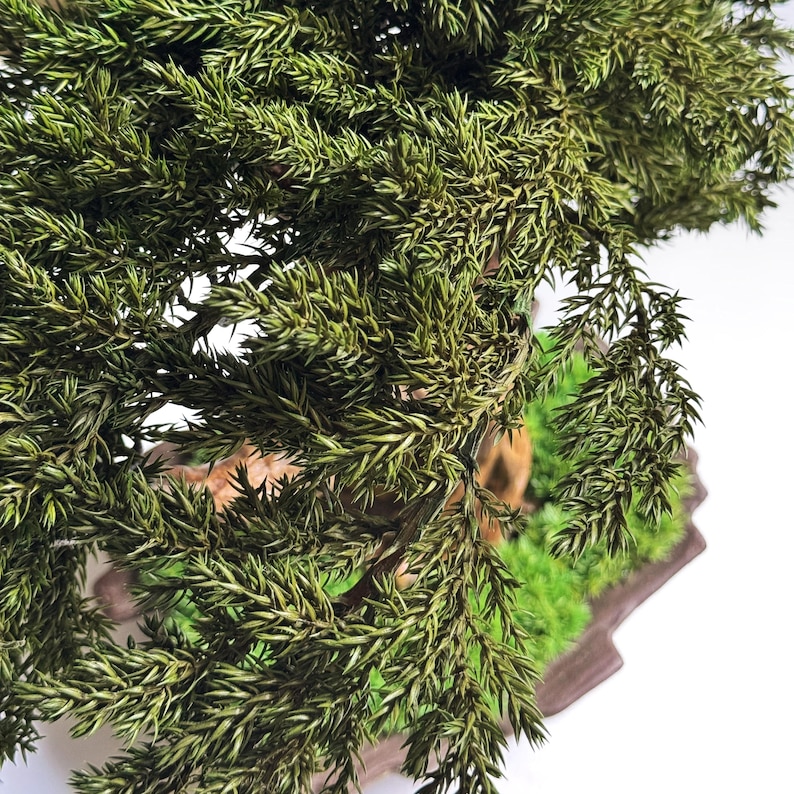 Op de afbeelding: Een close-up van een bonsai-boom met levendig groen gebladerte. De miniatuurboom staat in een bruine, rechthoekige pot met een bed van groen mos. De bladeren hebben een mix van licht- en donkergroen.