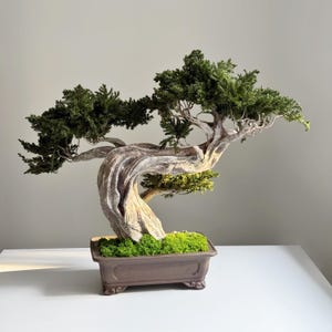May include: A bonsai tree with a twisted, aged trunk and vibrant green foliage. The tree is planted in a rectangular brown pot filled with green moss. The bonsai's branches extend gracefully, creating a miniature landscape.