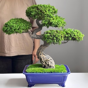 May include: A bonsai tree with vibrant green foliage and a textured, gray-brown trunk. The tree sits in a deep blue rectangular ceramic pot filled with green moss. The bonsai is a decorative plant.