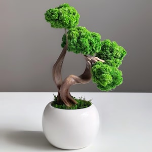 May include: A miniature bonsai tree in a white, round ceramic pot. The tree has a twisted, brown trunk and vibrant green foliage. The pot is filled with green moss. The background is a neutral gray.