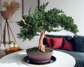 Geconserveerde jeneverbesbonsai, handgemaakt decor in Japanse stijl, zentafelbonsai voor binnen, uniek kantoorcadeau