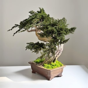 May include: A bonsai tree with green foliage and a curved trunk. The tree is planted in a brown rectangular pot with decorative feet. The pot contains green moss and small stones, creating a miniature landscape.