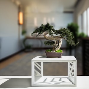 May include: A bonsai tree with green foliage and a twisted trunk sits in a rectangular brown pot. The bonsai is on a white, square table with a geometric design. The background is blurred, suggesting an indoor setting.