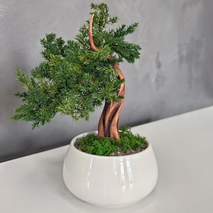 Op de afbeelding: Een miniatuur bonsaiboom met een gedraaide, koperkleurige stam en dicht groen blad. De boom staat in een gladde, ronde, witte keramische pot gevuld met kleine grijze steentjes en een laagje felgroen mos aan de basis.