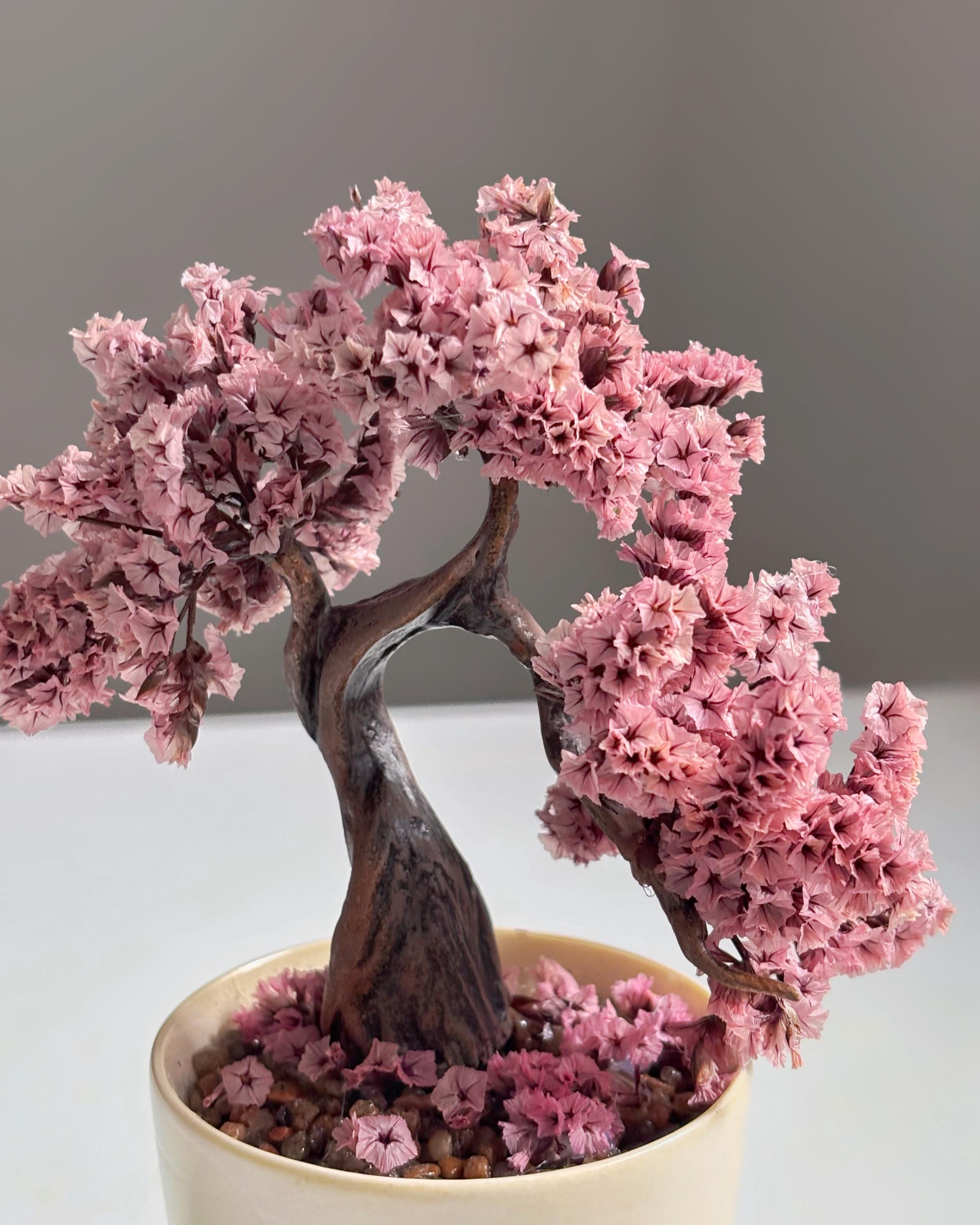Sakura Mini Mini Sakura Bonsai Tree in Hand-painted Ceramic Pot | Maintenance-free ...
