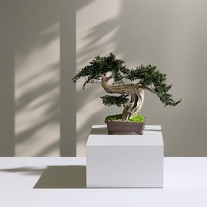 May include: A bonsai tree with a twisted trunk and green foliage sits in a rectangular brown pot. The tree is displayed on a white pedestal against a neutral background. The tree's branches extend gracefully.