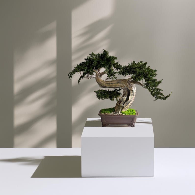 May include: A bonsai tree with a twisted trunk and green foliage sits in a rectangular brown pot. The tree is displayed on a white pedestal against a neutral background. The tree's branches extend gracefully.